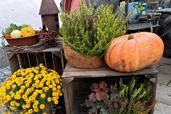 Dekoration mit Herbstblumen und Kürbissen